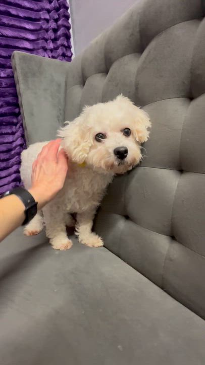 Enlarge Brilliance-Foster Home Needed, a Adoptable Bichon Frise in Hartland, WI video 6/6