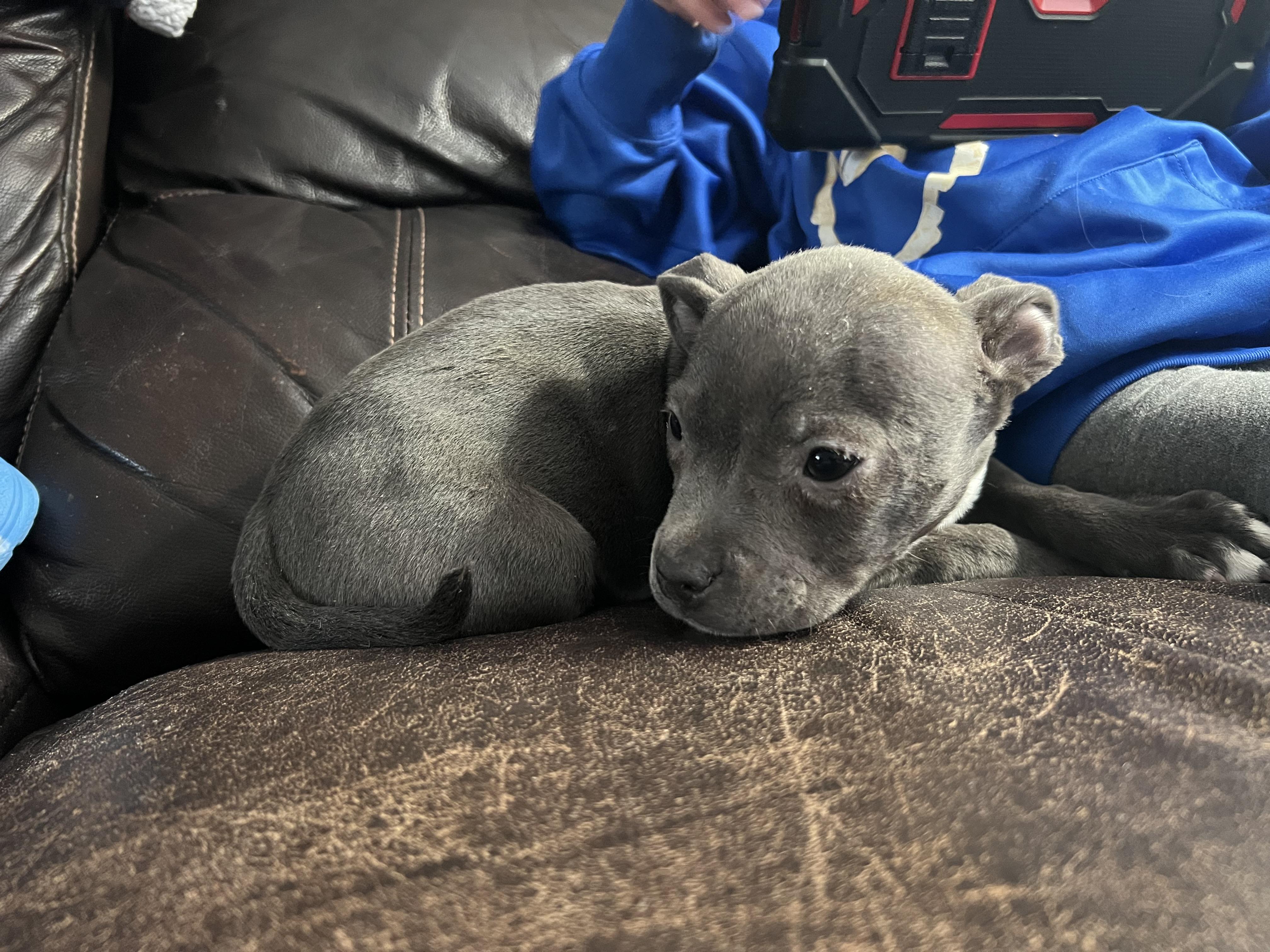 Angelica, adopted, Puppy Female American Bully & Mixed Breed.