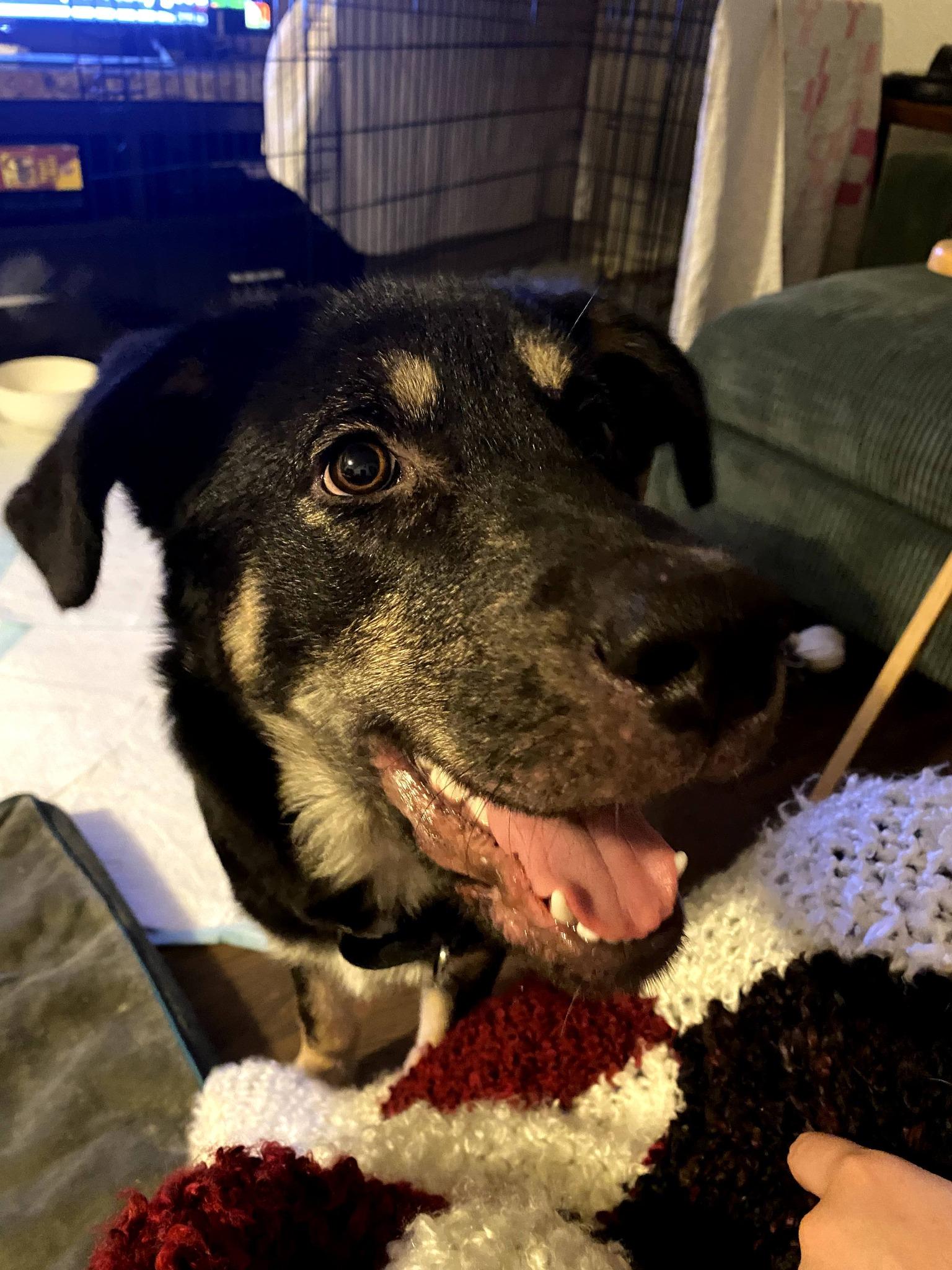 Enlarge Lloyd, a ADOPTABLE mixed breed in Woodstock, ON image 5/6