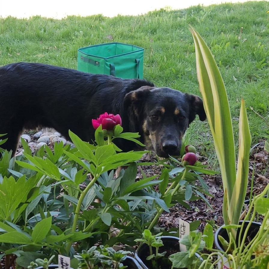 Enlarge Lloyd, a ADOPTABLE mixed breed in Woodstock, ON image 2/6