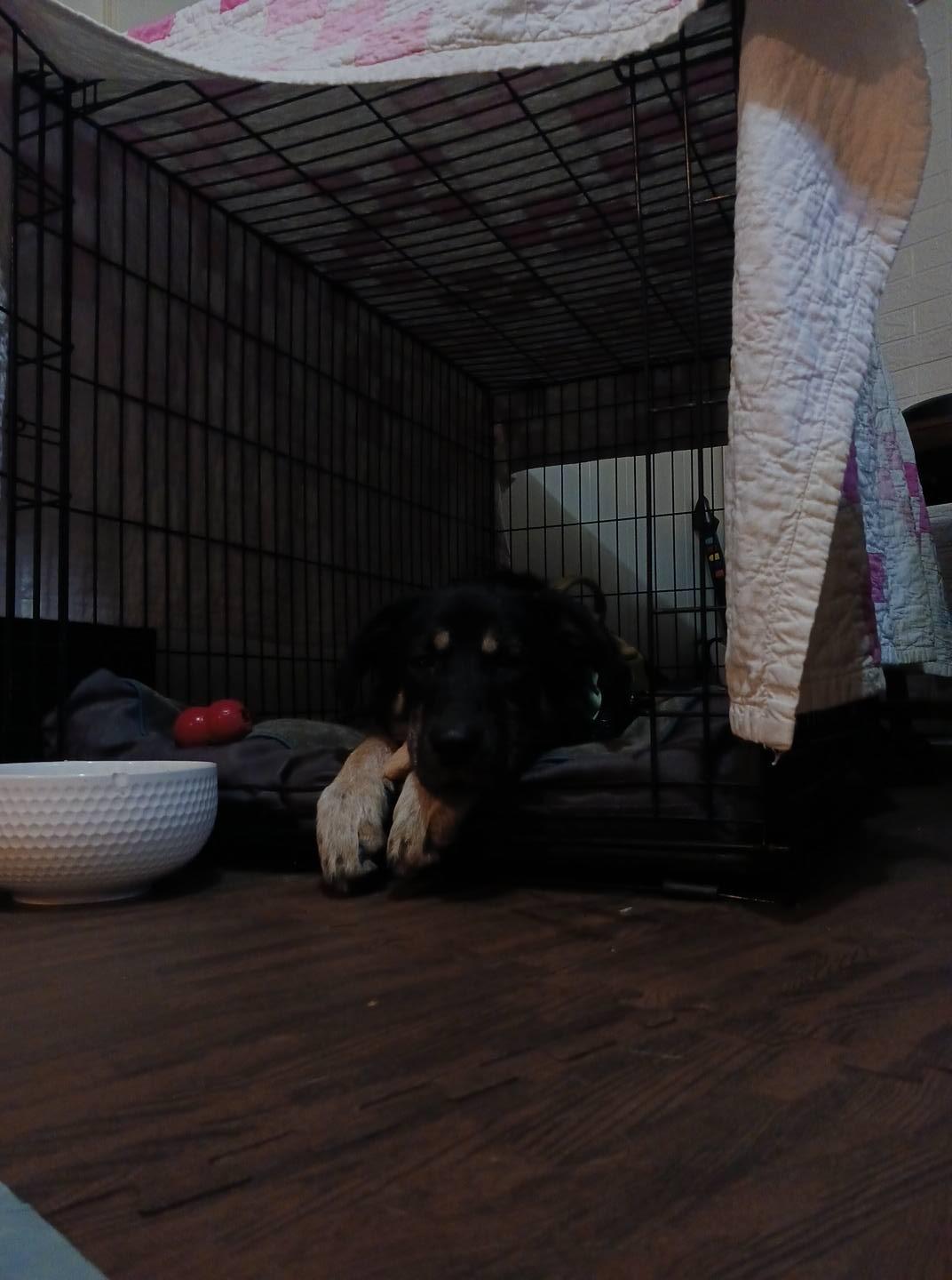 Enlarge Lloyd, a ADOPTABLE mixed breed in Woodstock, ON image 6/6