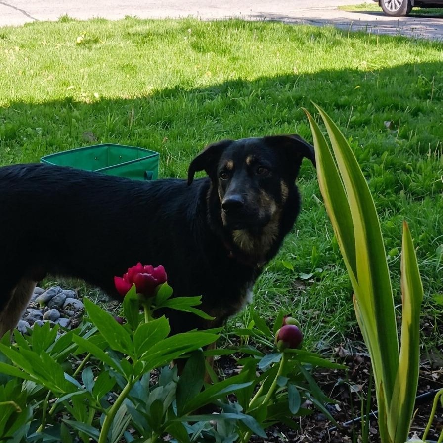 Lloyd, ADOPTABLE, Puppy Male Shepherd.