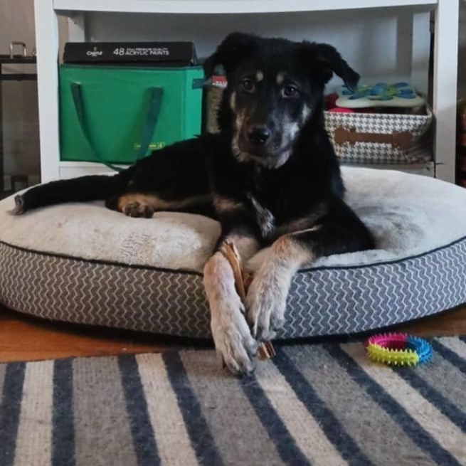 Enlarge Lloyd, a ADOPTABLE mixed breed in Woodstock, ON image 3/6