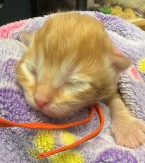 Beau, Adoptable, Kitten Male Domestic Short Hair & Domestic Short Hair.