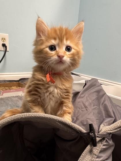 Beau, Adoptable, Kitten Male Domestic Short Hair & Domestic Short Hair.