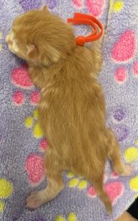 Beau, a Adoptable mixed breed in Lawrenceville, GA image 2/2