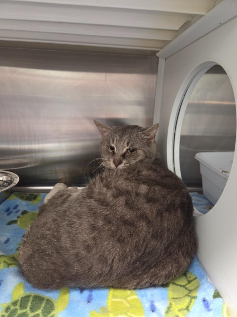 Wonder, Adoptable, Young Male Domestic Short Hair.