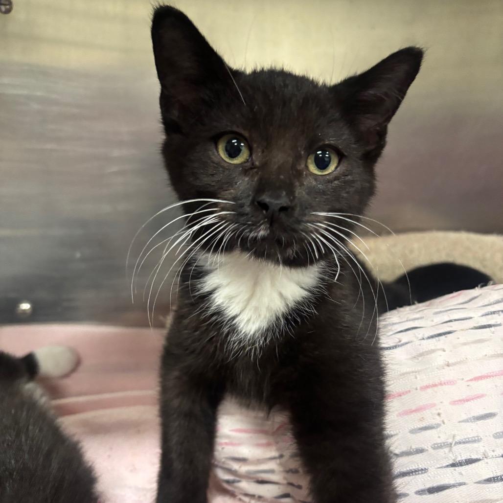 Fezco 47C26, Adoptable, Kitten Male Domestic Short Hair & Domestic Short Hair.