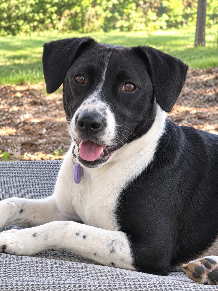 Enlarge Penne (Noodle Pups) (aka Poki), a Adoptable mixed breed in Moncton, NB image 1/6
