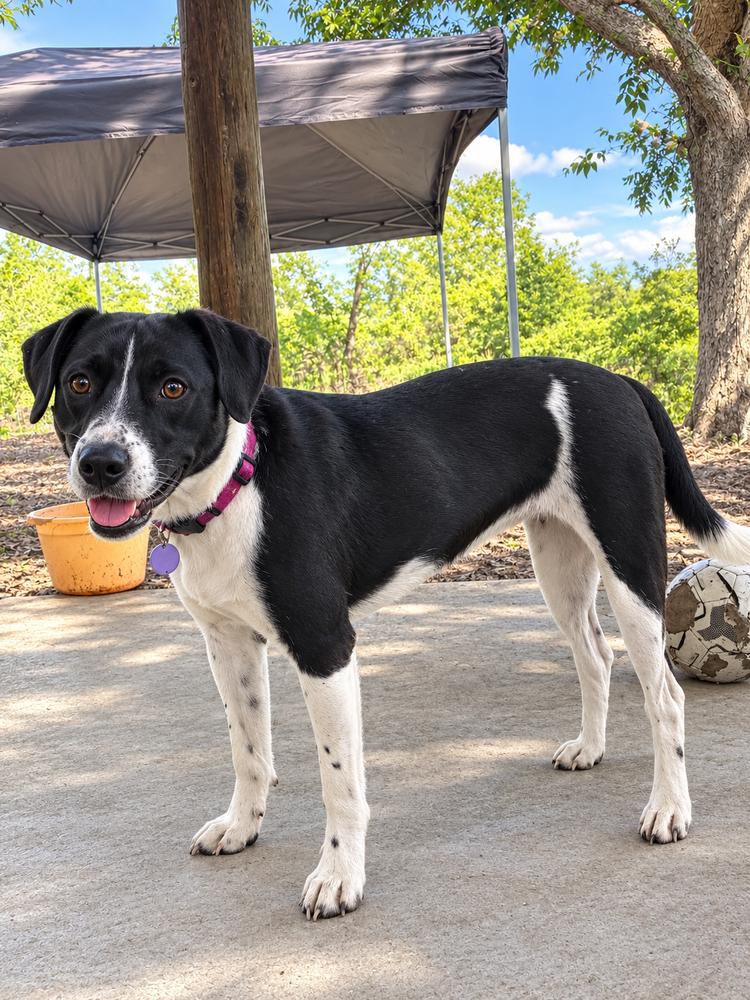 Enlarge Penne (Noodle Pups) (aka Poki), a Adoptable mixed breed in Moncton, NB image 3/6