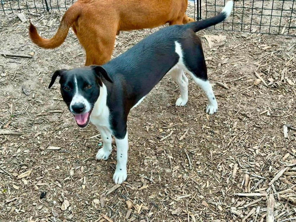 Penne (Noodle Pups) (aka Poki), a Adoptable mixed breed in Moncton, NB image 2/5