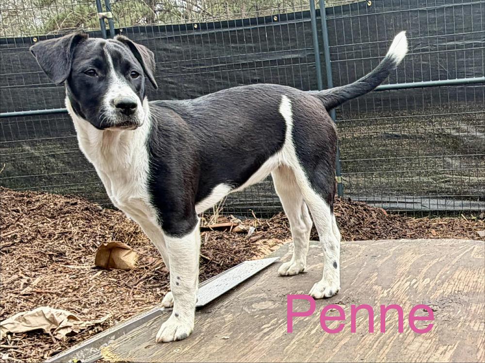 Penne (Noodle Pups) (aka Poki), Adoptable, Puppy Female Shepherd & Labrador Retriever.
