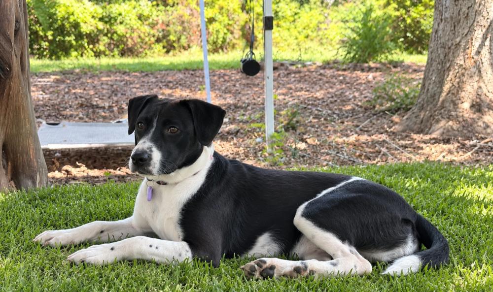 Enlarge Penne (Noodle Pups) (aka Poki), a Adoptable mixed breed in Moncton, NB image 4/6