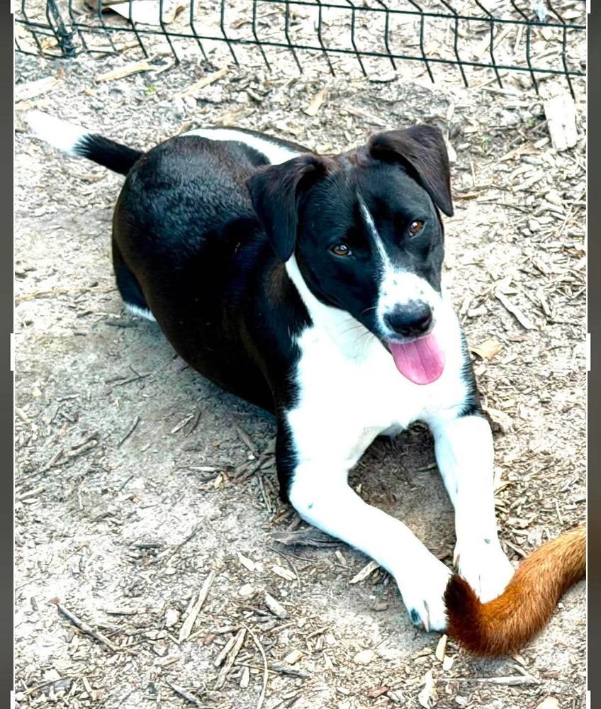 Penne (Noodle Pups) (aka Poki), a Adoptable mixed breed in Moncton, NB image 4/5