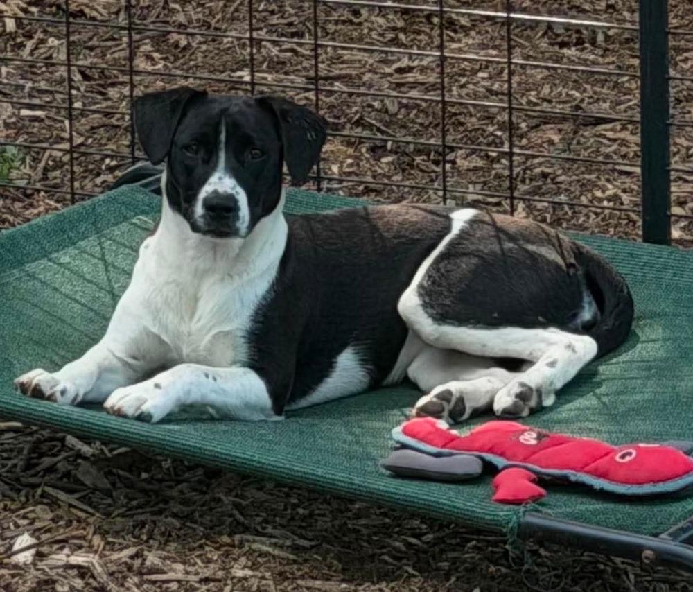 Penne (Noodle Pups) (aka Poki), a Adoptable mixed breed in Moncton, NB image 5/5