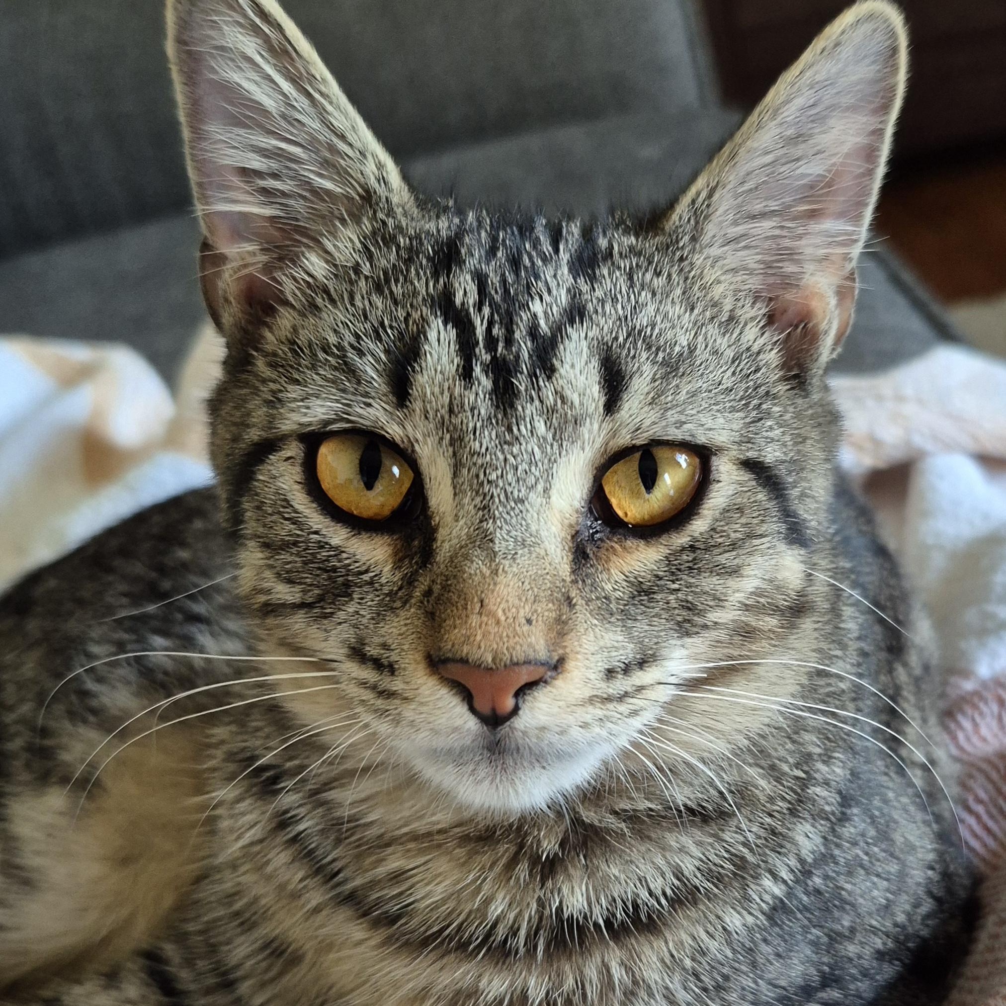 Enlarge WindSeeker, an adopted Domestic Short Hair in Richmond, VA image 1/1