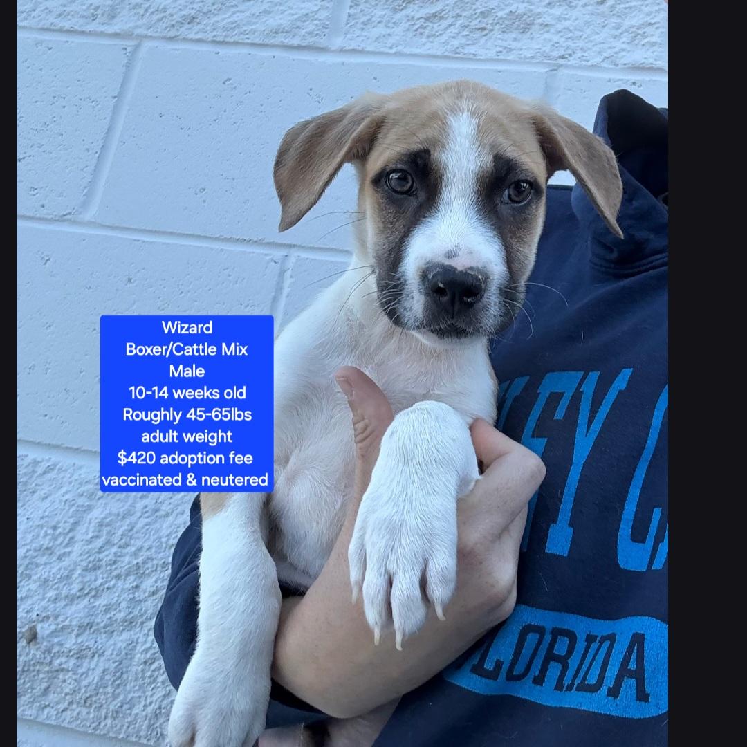 Wizard, adopted, Puppy Male Boxer & Cattle Dog.
