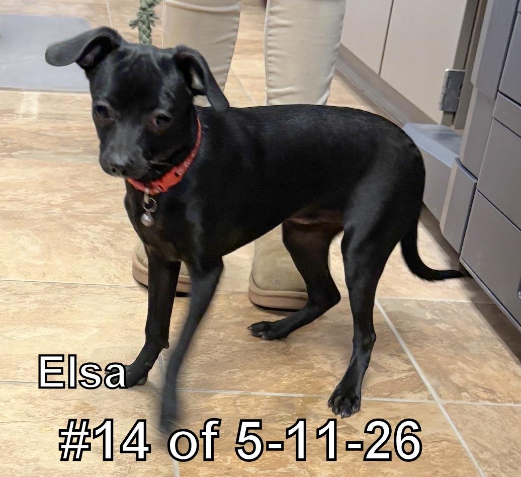 Enlarge Elsa #14 of 5-11-26, an adopted mixed breed in Gaylord, MI image 1/1