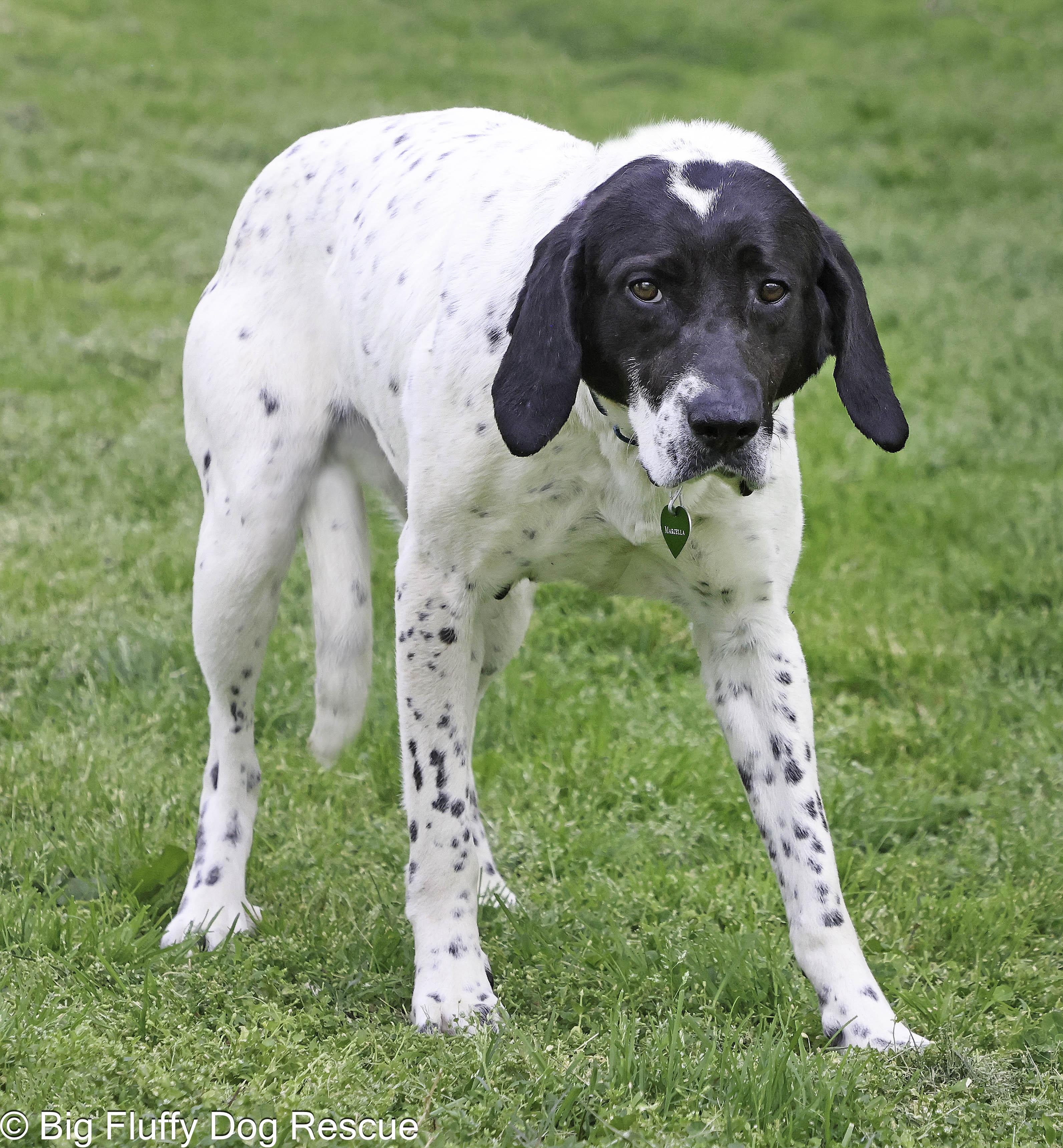 Enlarge Marcella, a Adoptable mixed breed in Fairfax, VA image 2/3