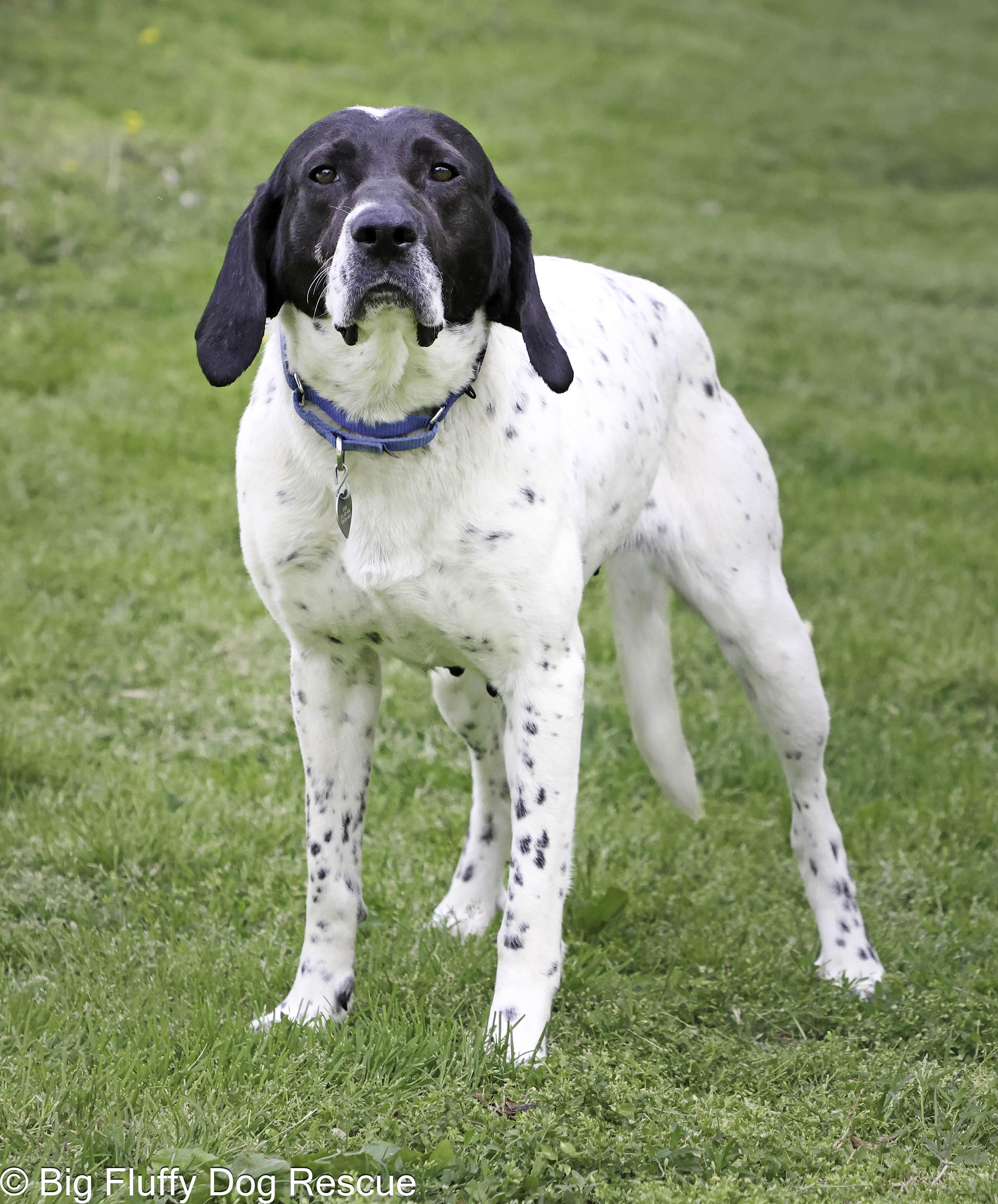 Marcella, Adoptable, Adult Female English Setter & Labrador Retriever.