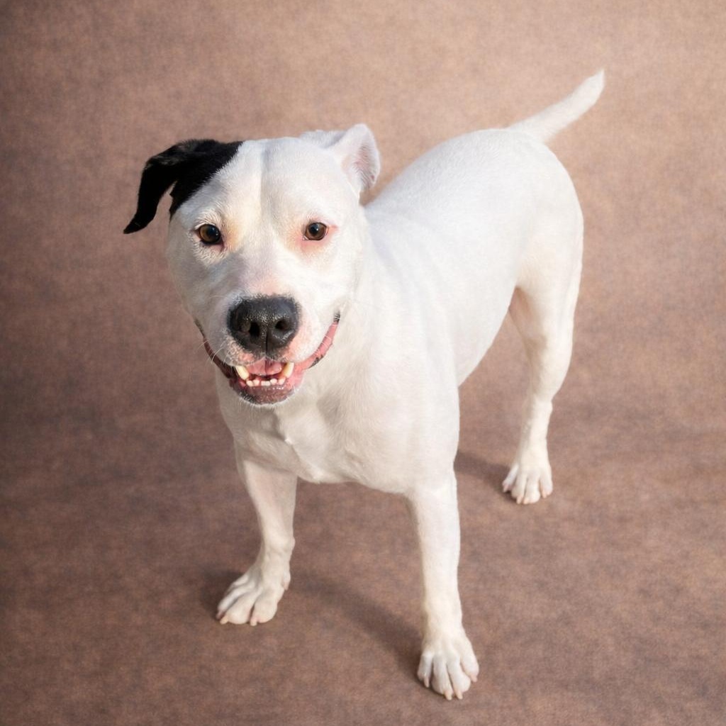 Enlarge Milo, an adoptable mixed breed in Heber Springs, AR image 1/4
