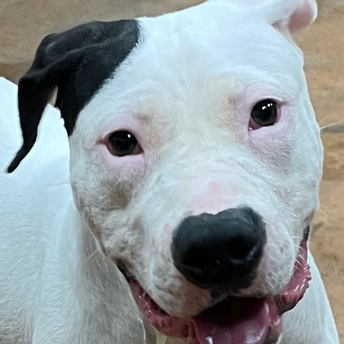 Enlarge Milo, an adoptable mixed breed in Heber Springs, AR image 4/4