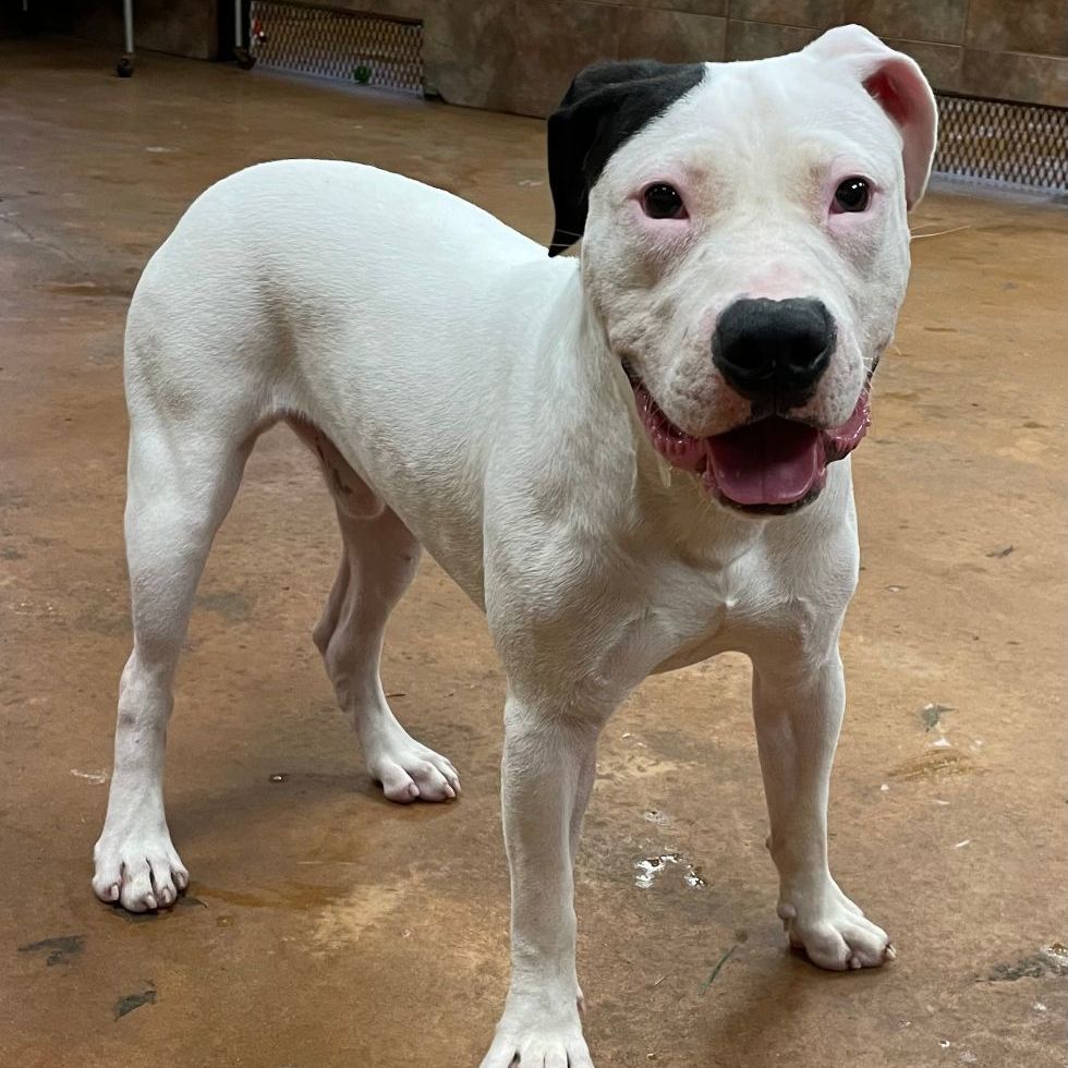 Enlarge Milo, an adoptable mixed breed in Heber Springs, AR image 2/4