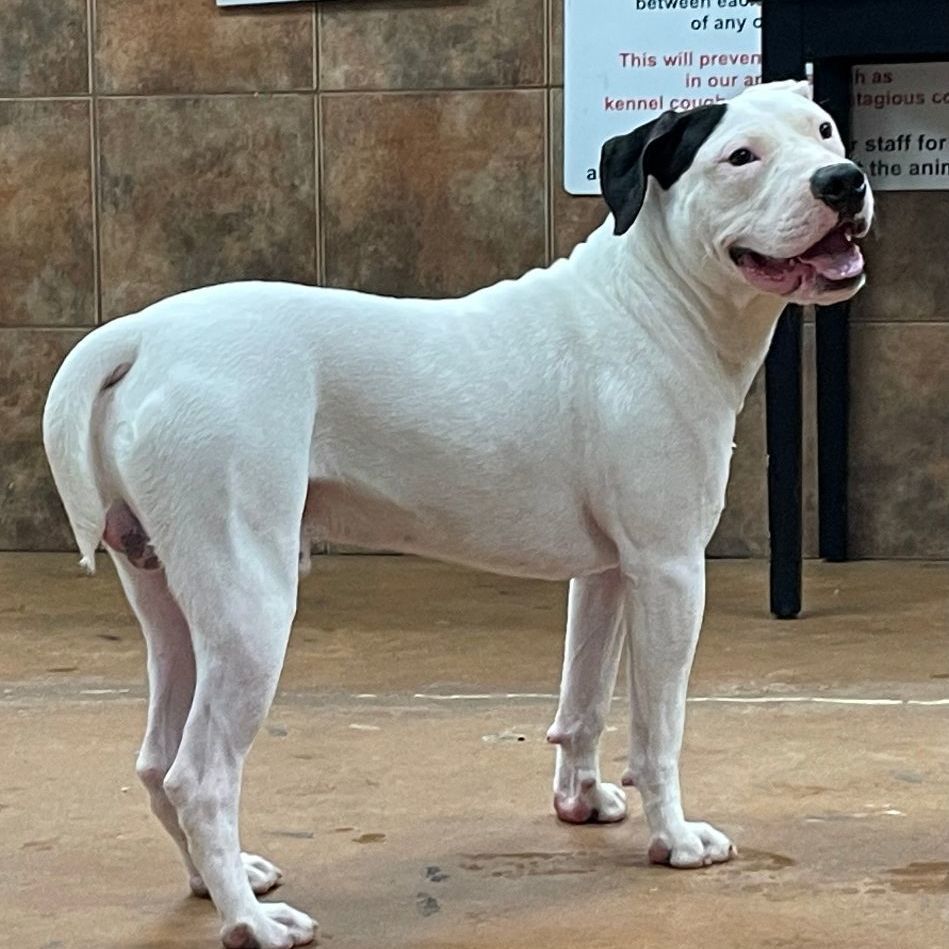 Enlarge Milo, an adoptable mixed breed in Heber Springs, AR image 3/4