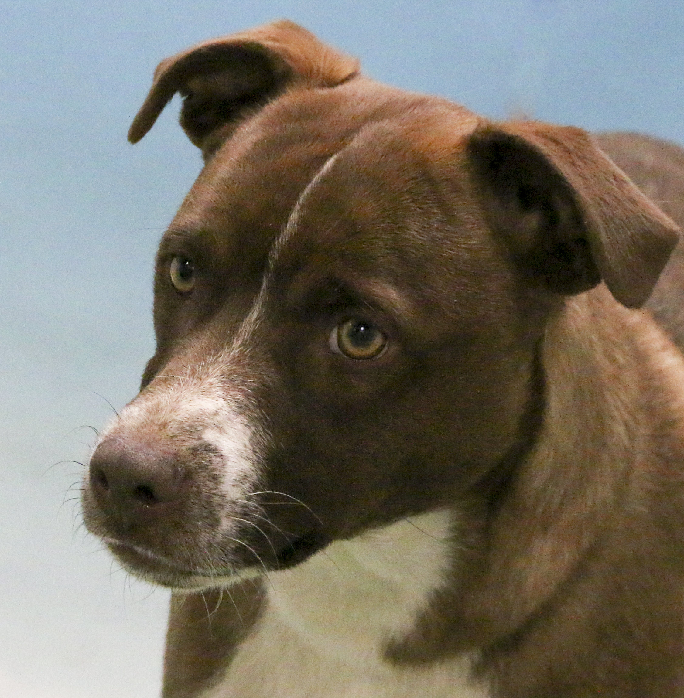 Costello, Young Male Cattle Dog