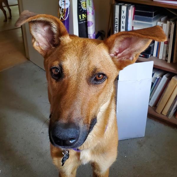 Enlarge Alfred, a Adoptable mixed breed in Austin, TX image 1/1