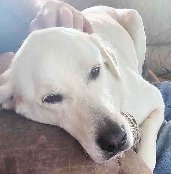 Willie Nillie in LA - Giant Lap Dog!