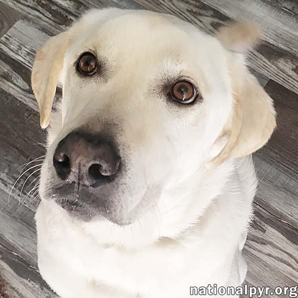 Willie Nillie in LA - Giant Lap Dog!