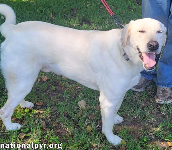 Willie Nillie in LA - Giant Lap Dog!