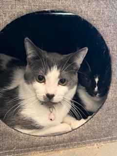 Pikachu, Adoptable, Young Male Domestic Short Hair.