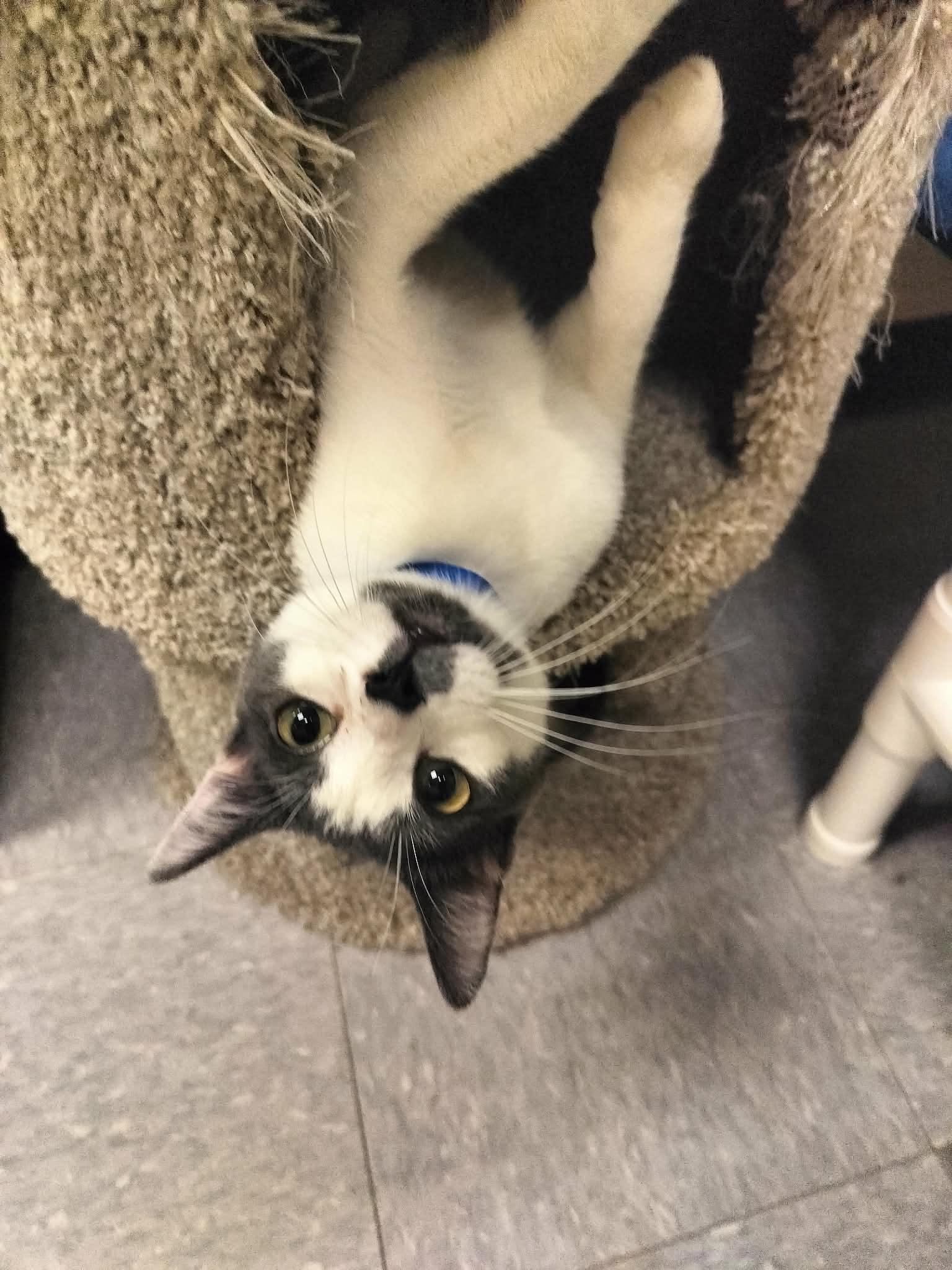 Pikachu, a Adoptable Domestic Short Hair in Parlier, CA image 2/6