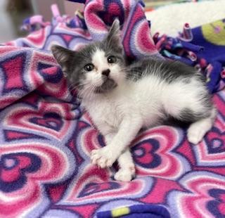 Enlarge Pikachu, a Adoptable Domestic Short Hair in Parlier, CA image 1/2