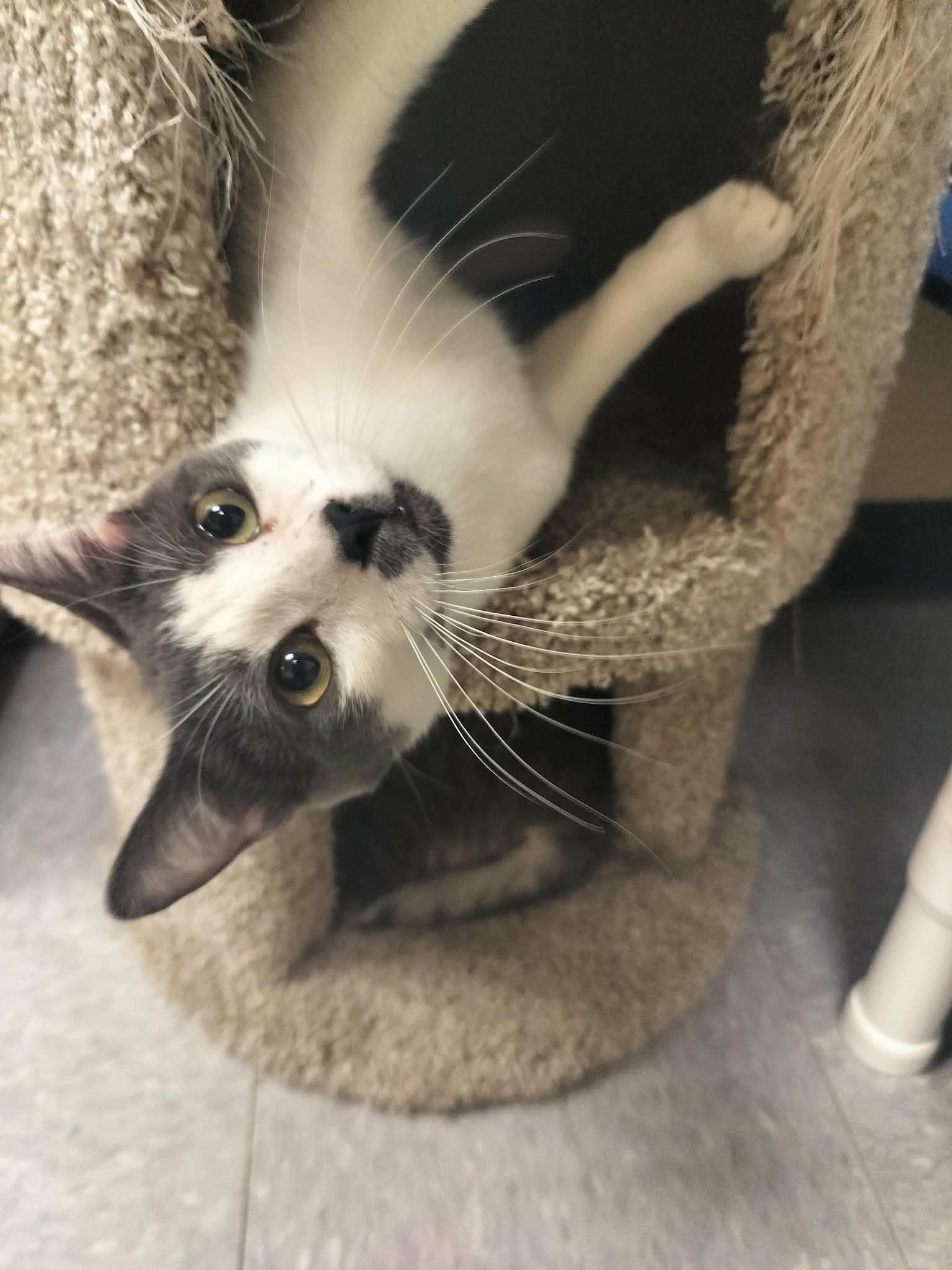 Pikachu, a Adoptable Domestic Short Hair in Parlier, CA image 4/6