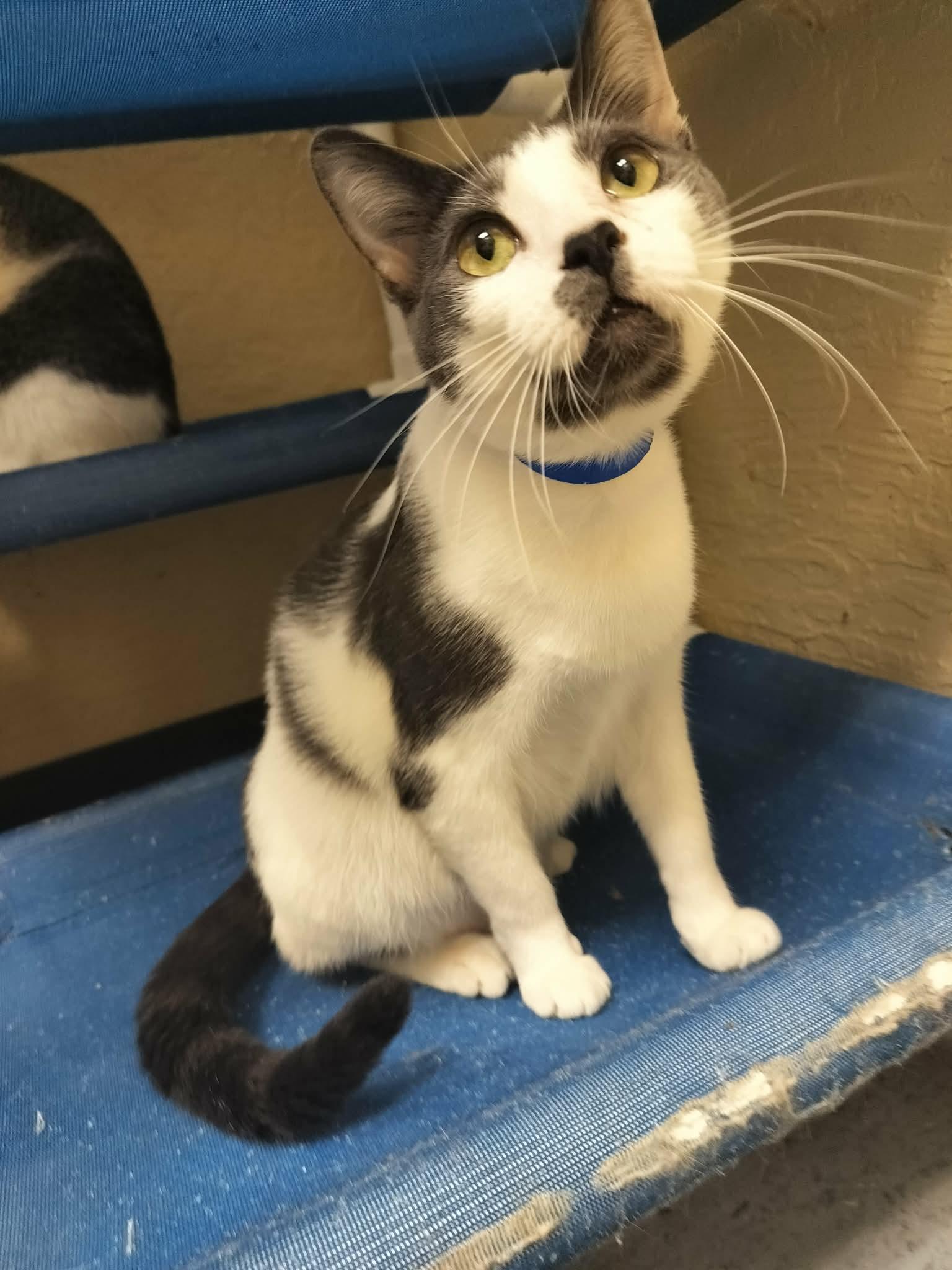 Pikachu, a Adoptable Domestic Short Hair in Parlier, CA image 5/6