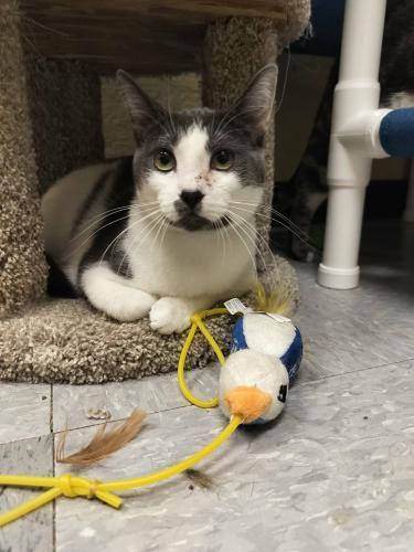 Pikachu — thumbnail 6