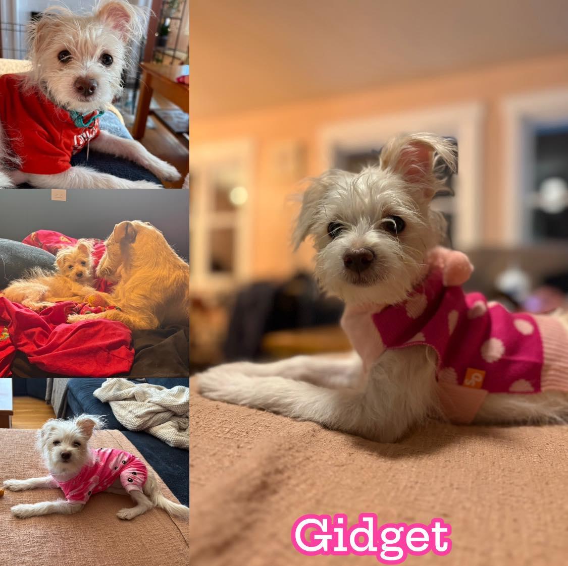 Gidget, Adoptable, Puppy Female Poodle.
