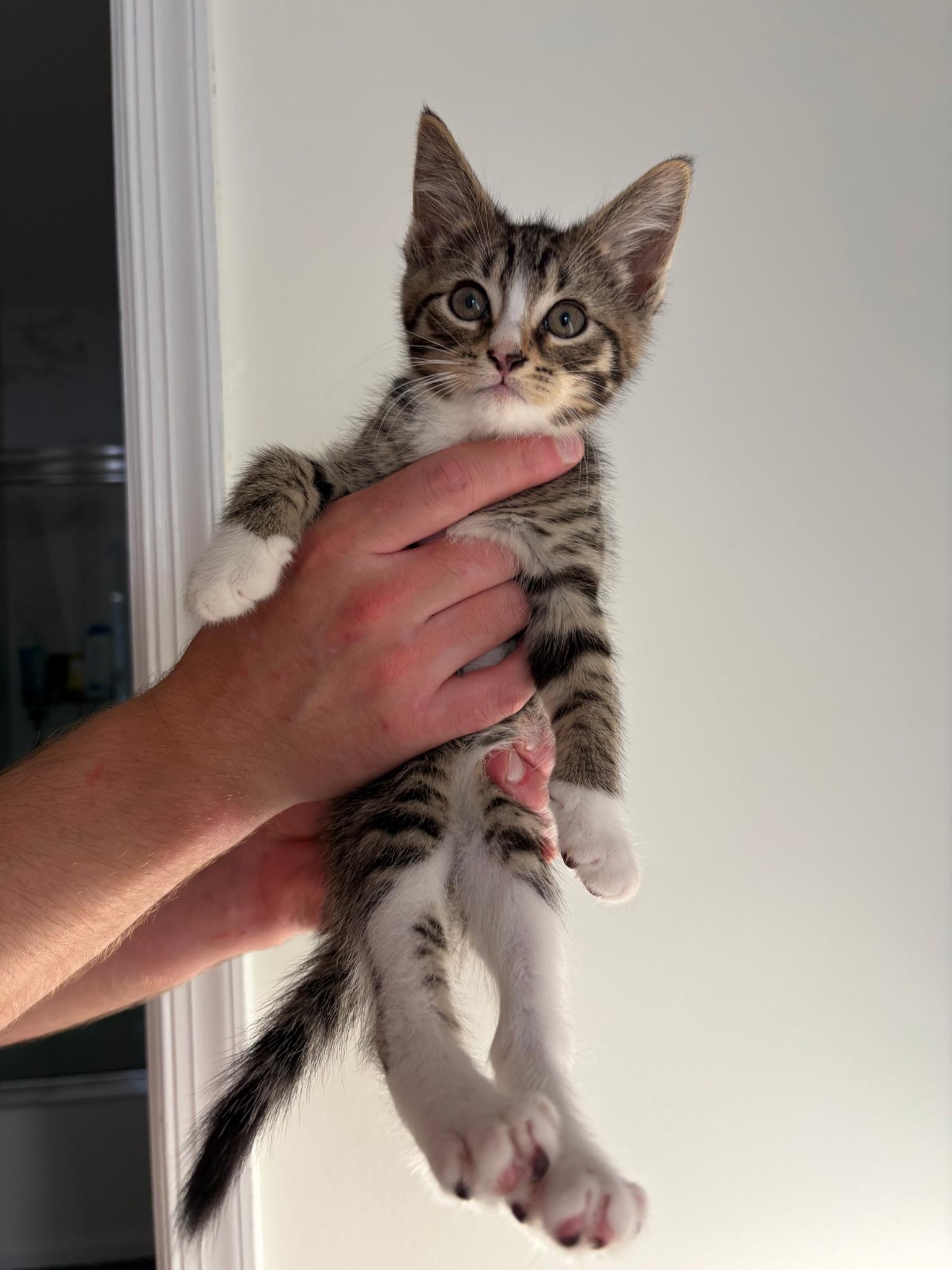 Josh, a ADOPTABLE Domestic Short Hair in Morristown, NJ image 1/4
