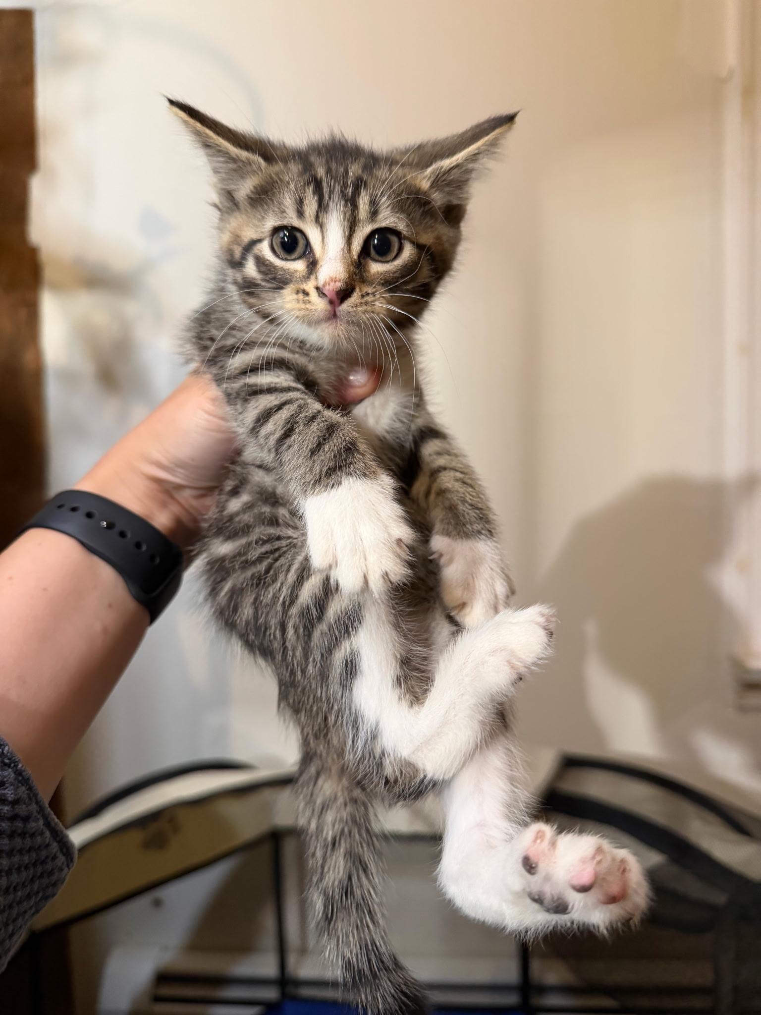 Josh, a ADOPTABLE Domestic Short Hair in Morristown, NJ image 4/4