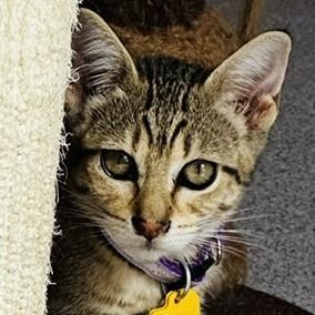 Enlarge Jolene - Fun Little Tabby, a Adoptable Tabby in Hoquiam, WA image 2/4