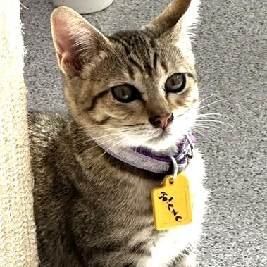 Enlarge Jolene - Fun Little Tabby, a Adoptable Tabby in Hoquiam, WA image 4/4