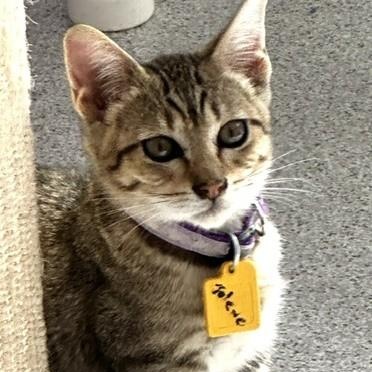 Enlarge Jolene - Fun Little Tabby, a Adoptable Tabby in Hoquiam, WA image 1/4