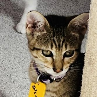 Enlarge Jolene - Fun Little Tabby, a Adoptable Tabby in Hoquiam, WA image 3/4