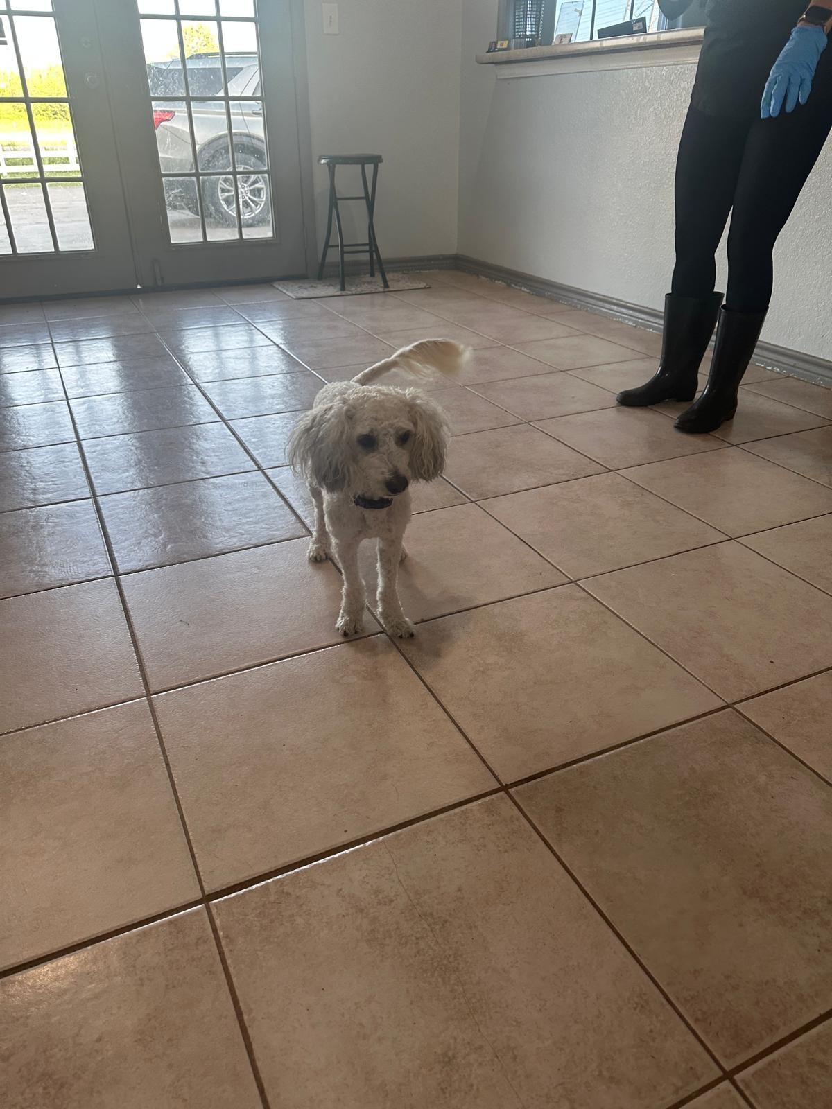 Enlarge Zookie, a Adopted mixed breed in Lynnwood, WA image 2/6