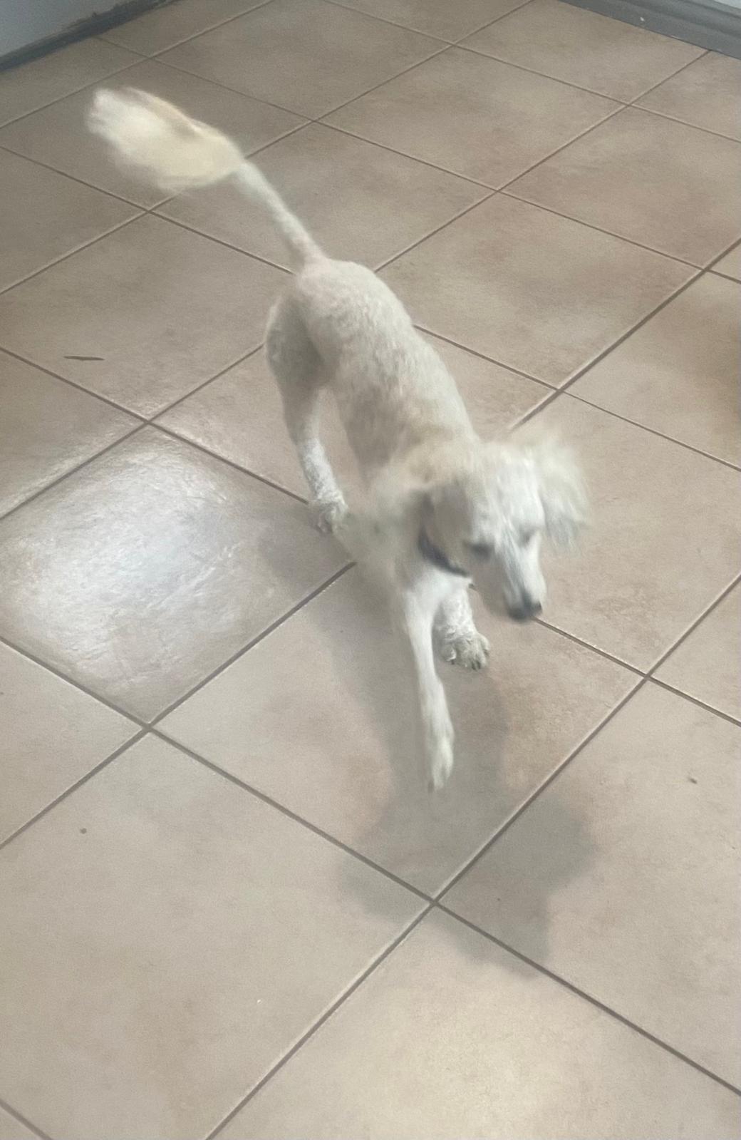 Zookie, Adopted, Adult Male Miniature Poodle & Maltese.