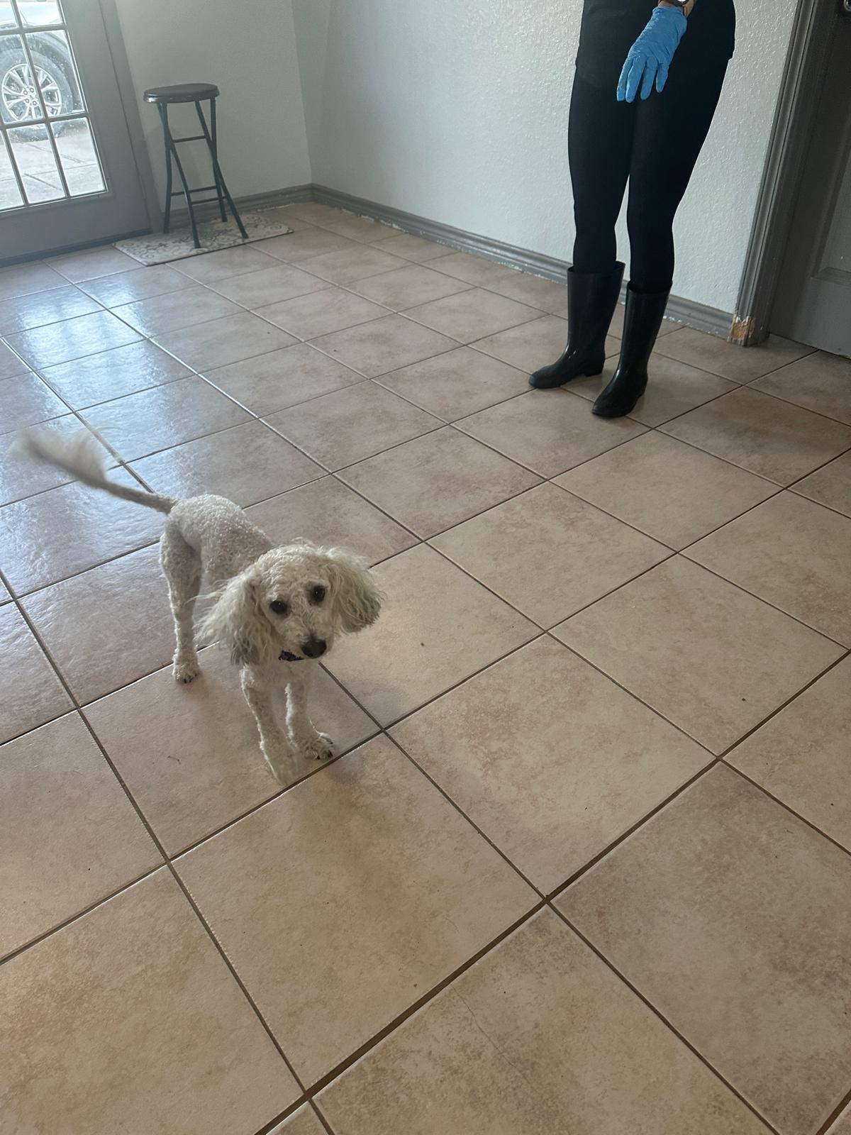 Enlarge Zookie, a Adopted mixed breed in Lynnwood, WA image 5/6