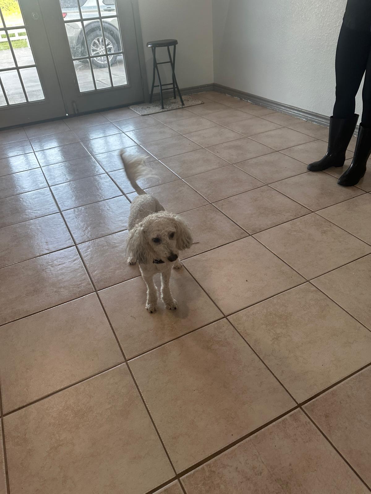 Zookie, Adopted, Adult Male Miniature Poodle & Maltese.